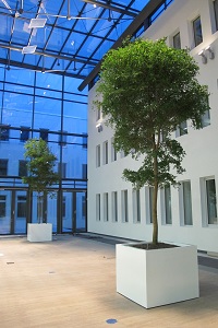 Greening of Hall with big trees and planters - Bucida buceras