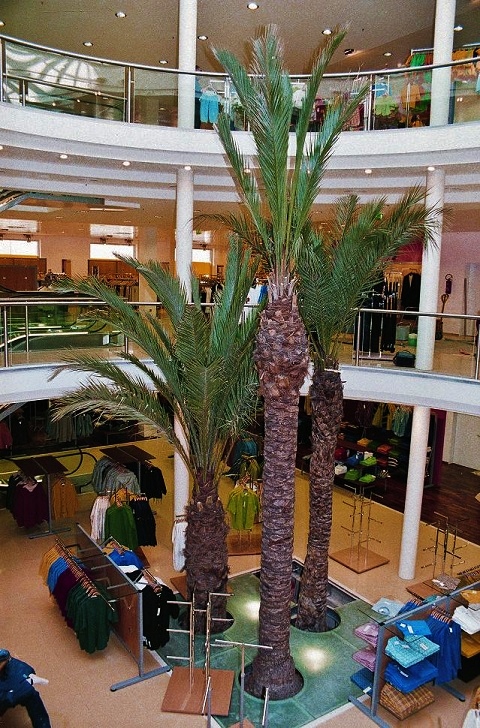 Phoenix palmeras interior