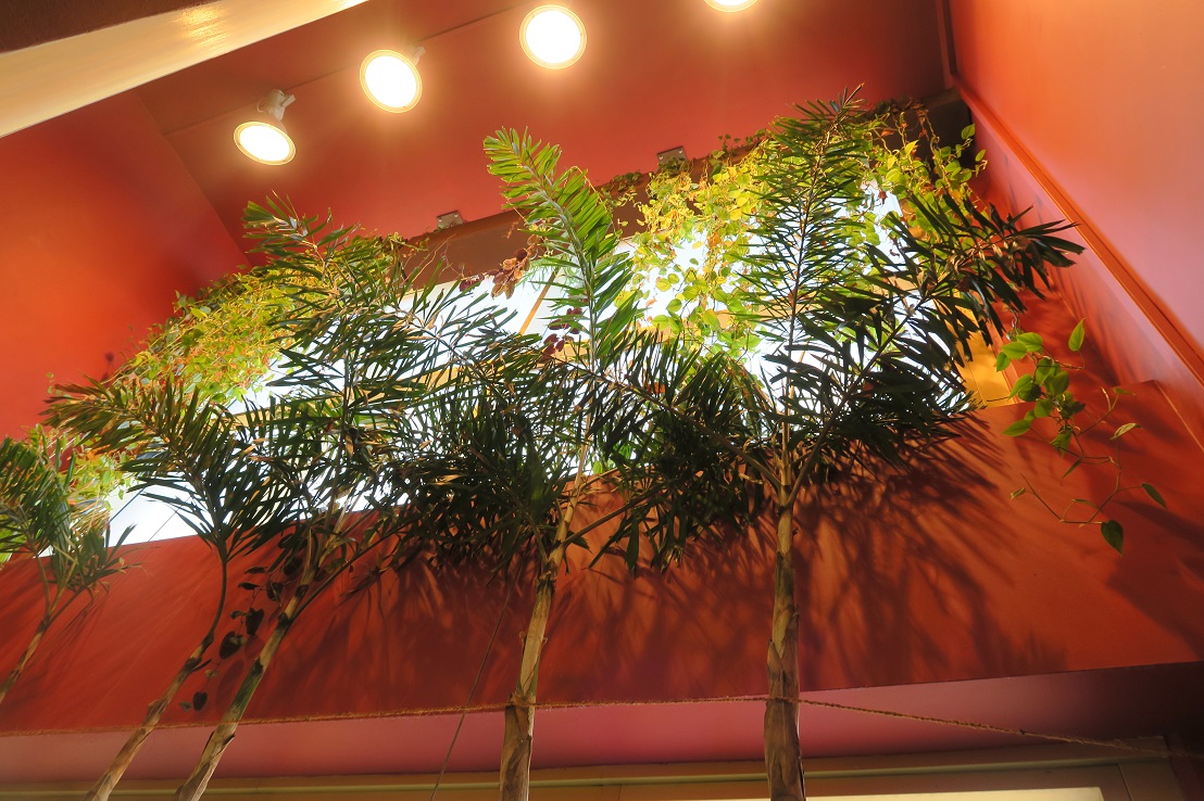 Palmen am Saunaeingang Therme Austria Tirol
