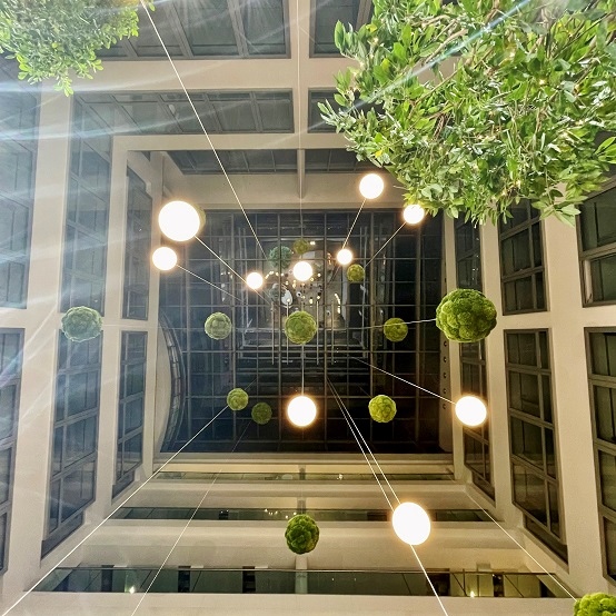 Bucida Baum Atrium Nordrhein-Westfalen