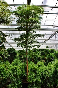 bucida-baum-online-kaufen