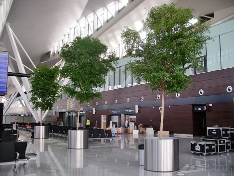 Flughafenbegruenung bucida baum planen kaufen edelstahlgefaess