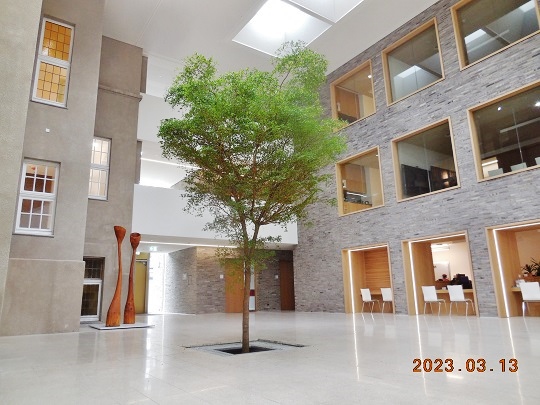 innenraumbegruenung NRW Baum im Raum online kaufen