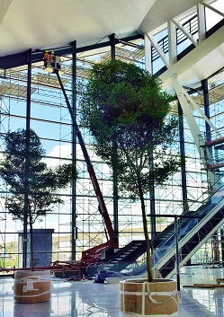 Bucidabäume als Terminal Begrünung im Airport - Warschau - Polen - online planen, kaufen, liefern airportpflanzen begrünung mit bucida baum pflanzen