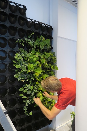 Greenwall Bepflanzung botanic International