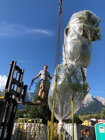 Hotelpflanzung Baum Hochkoenig Salzburger Land