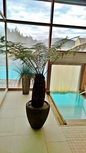 schwimmbadbegruenung hotel mit baumfarn dicksonia kaufen
