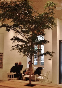 bucida-graz-oesterreich-kaufen-online