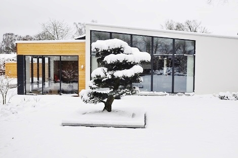 Pinus penthaphylla bonsai denmark liefern kaufen