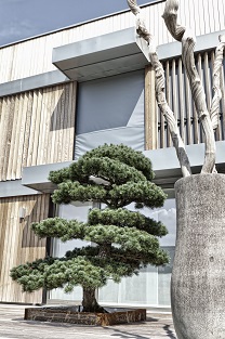 Pinus Bonsai - Bern, Schweiz - online kaufen und liefern pinus_bonsai_terrasse_bern_schweiz