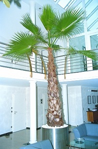 Innenraumbegrünung mit Washingtonia Palme im Edelstahlgefäß privat gepflanzt innenraumbegrünung mit washingtonia palme in edelstahlgefäß