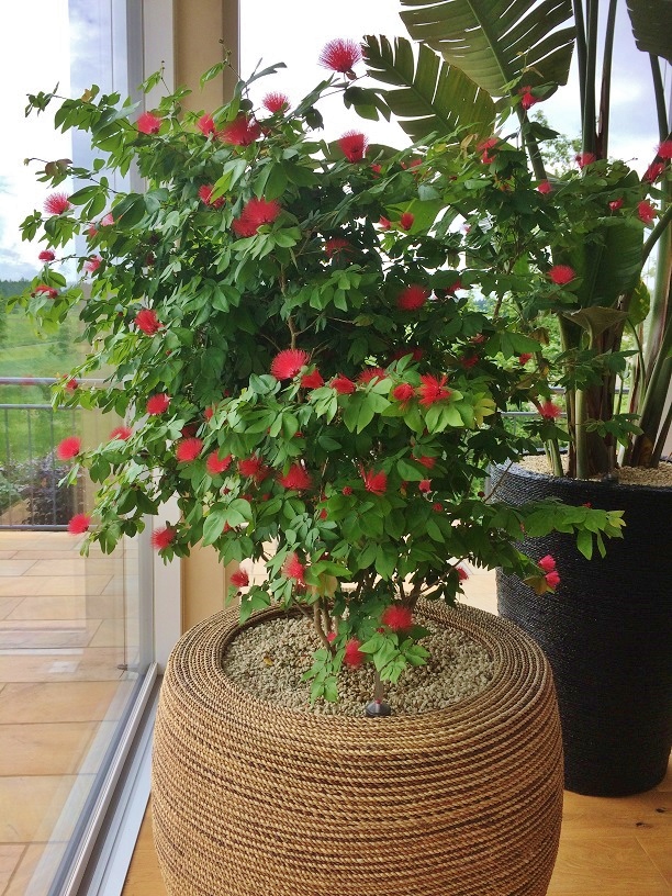 Wintergartenpflanzen bluehend kaufen Calliandra Wintergartenbegruenung