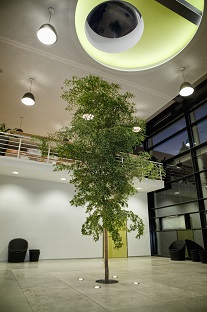 Innenraumbegrünung Bucida Baum Bodenpflanzung - Klinik Tübingen - Baden-Württemberg innenraumbegruenung_Bucida_buceras_klinik_tuebingen_bodenpflanzung