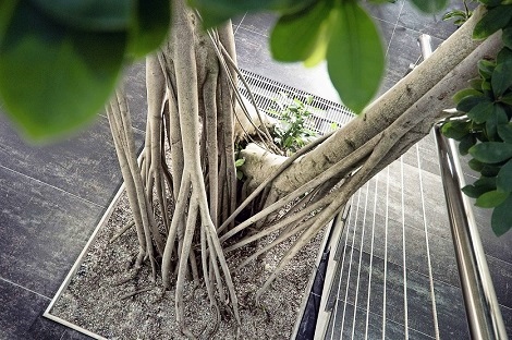 Innenraumbegrünung Treppenhauseingang - 5m Ficus microcarpa Bonsai - Raum Leipzig innenraumbegruenung_treppenhaus_ficus_microcarpa_bonsai_kaufen_leipzig