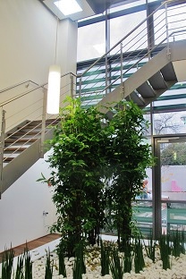Plantes escalier atrium acheter
