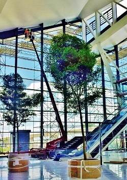 Arbres Bucida tropicaux dans aeroport