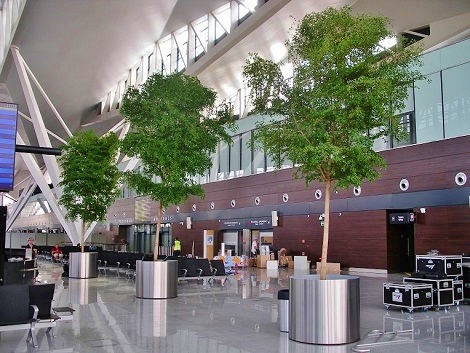 Arbres Bucida tropicaux dans la salle aeroport