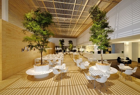 Arbres Bucida tropicaux dans la salle exposition