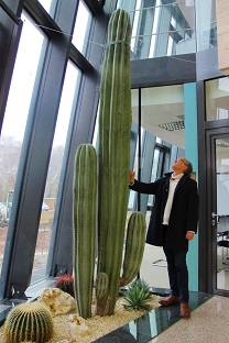 cereus-cactus-geant-interieur-acheter-en-ligne