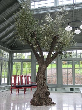Olivier verts interieurs orangerie plantes tropical en ligne olivier_verts_interieurs_orangerie_plantes_tropical_en_ligne