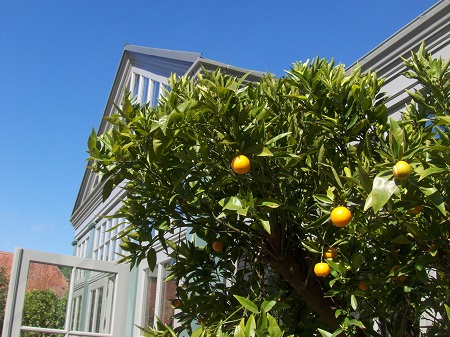 Oranger espaces verts interieurs orangerie plantes tropical en ligne oranger_espaces_verts_interieurs_orangerie_plantes_tropical_en_ligne