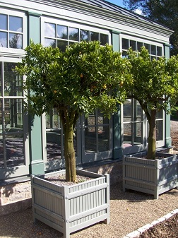 Planter Versailles verts interieurs - Orangerie tropical acheter en ligne planter_versailles_verts_interieurs_orangerie_tropical_acheter_en_ligne