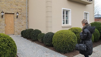 buxus-sempervirens-buis-bole_acheter_en_ligne