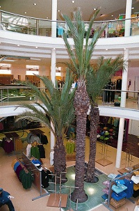 palmiers_acclimate_interieur_acheter_en_ligne